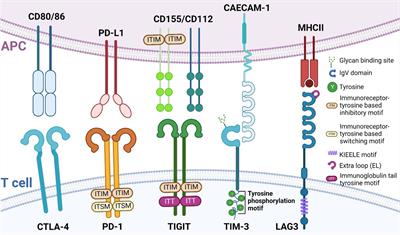 Frontiers Tigit Signaling And Its Influence On T Cell Metabolism And